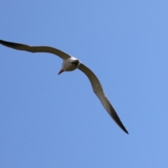 Hydroprogne caspia (Caspian Tern) at Fyshwick, ACT - 23 Sep 2023 by RodDeb