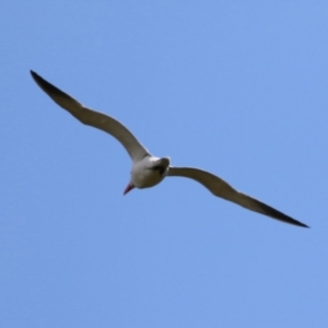 Hydroprogne caspia at Fyshwick, ACT - 23 Sep 2023