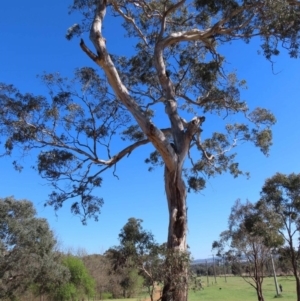 Eucalyptus melliodora at Watson Green Space - 23 Sep 2023 06:44 PM