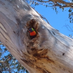 Eucalyptus melliodora at Watson Green Space - 23 Sep 2023 06:44 PM