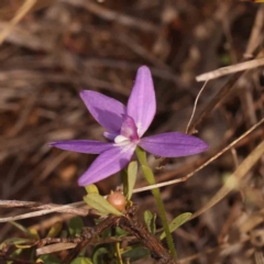 Glossodia major (Wax Lip Orchid) at Acton, ACT - 23 Sep 2023 by ConBoekel