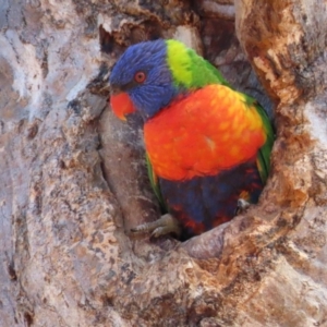 Trichoglossus moluccanus at Watson, ACT - 23 Sep 2023