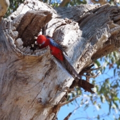 Platycercus elegans (Crimson Rosella) at Watson, ACT - 23 Sep 2023 by AniseStar