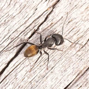 Camponotus aeneopilosus at Acton, ACT - 23 Sep 2023