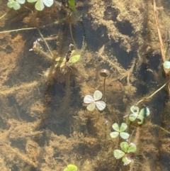 Marsilea costulifera (Nardoo) at Collector, NSW - 22 Sep 2023 by JaneR