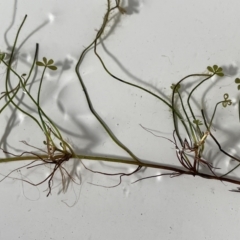 Marsilea costulifera at Collector, NSW - 22 Sep 2023