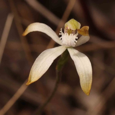 Caladenia ustulata (Brown Caps) at Acton, ACT - 23 Sep 2023 by ConBoekel