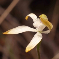 Caladenia ustulata at Acton, ACT - 23 Sep 2023