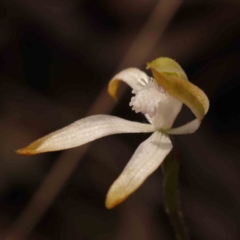 Caladenia ustulata at Acton, ACT - 23 Sep 2023