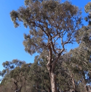 Eucalyptus bridgesiana at Watson, ACT - 23 Sep 2023