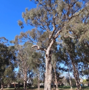 Eucalyptus bridgesiana at Watson, ACT - 23 Sep 2023