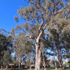 Eucalyptus bridgesiana at Watson, ACT - 23 Sep 2023