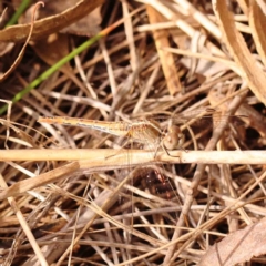 Diplacodes bipunctata (Wandering Percher) at Acton, ACT - 23 Sep 2023 by ConBoekel