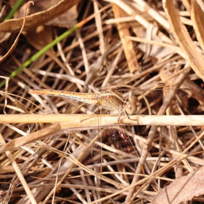 Diplacodes bipunctata (Wandering Percher) at Caladenia Forest, O'Connor - 23 Sep 2023 by ConBoekel