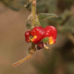 Grevillea alpina (Mountain Grevillea / Cat's Claws Grevillea) at O'Connor, ACT - 23 Sep 2023 by ConBoekel