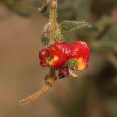 Grevillea alpina (Mountain Grevillea / Cat's Claws Grevillea) at Caladenia Forest, O'Connor - 23 Sep 2023 by ConBoekel