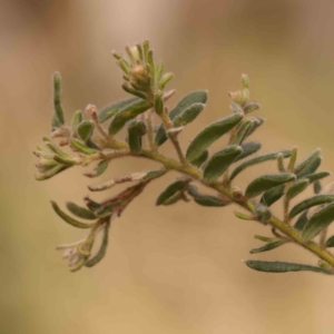 Grevillea alpina at O'Connor, ACT - 23 Sep 2023