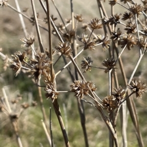 Juncus holoschoenus at Collector, NSW - 22 Sep 2023