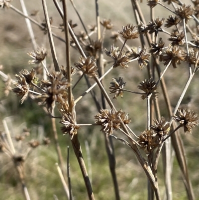 Juncus holoschoenus (Joint-leaved Rush) at Collector, NSW - 22 Sep 2023 by JaneR