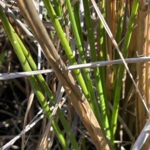 Juncus holoschoenus at Collector, NSW - 22 Sep 2023 01:56 PM