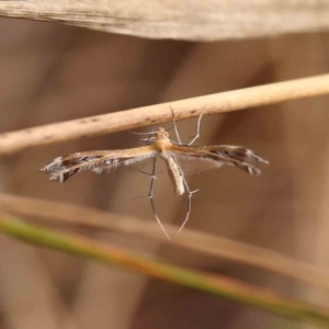 Stangeia xerodes at Acton, ACT - 23 Sep 2023