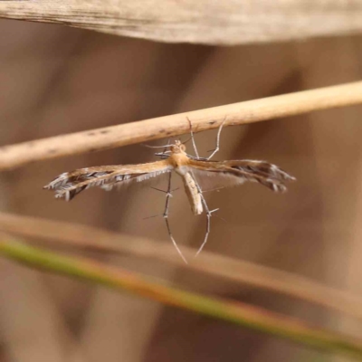 Stangeia xerodes (A plume moth) at Acton, ACT - 23 Sep 2023 by ConBoekel