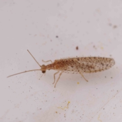 Unidentified Brown Lacewing (Hemerobiidae) at Caladenia Forest, O'Connor - 23 Sep 2023 by ConBoekel