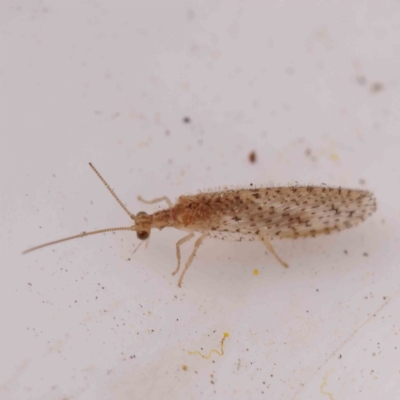 Unverified Brown Lacewing (Hemerobiidae) at Acton, ACT - 23 Sep 2023 by ConBoekel