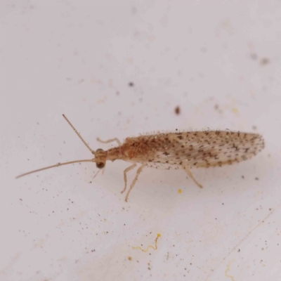 Unidentified Brown Lacewing (Hemerobiidae) at Caladenia Forest, O'Connor - 23 Sep 2023 by ConBoekel