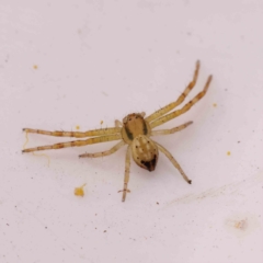 Australomisidia sp. (genus) (Flower spider) at O'Connor, ACT - 23 Sep 2023 by ConBoekel