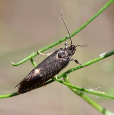 Leistomorpha brontoscopa (A concealer moth) at Hughes Grassy Woodland - 23 Sep 2023 by LisaH