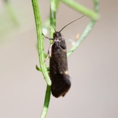 Leistomorpha brontoscopa at Deakin, ACT - 23 Sep 2023