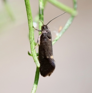 Leistomorpha brontoscopa at Deakin, ACT - 23 Sep 2023