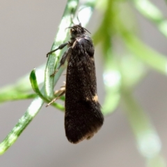 Leistomorpha brontoscopa at Deakin, ACT - 23 Sep 2023 11:00 AM