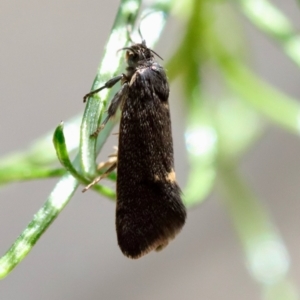 Leistomorpha brontoscopa at Deakin, ACT - 23 Sep 2023