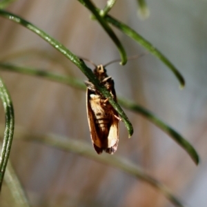 Leistomorpha brontoscopa at Deakin, ACT - 23 Sep 2023