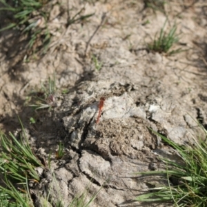 Diplacodes bipunctata at Holt, ACT - 23 Sep 2023