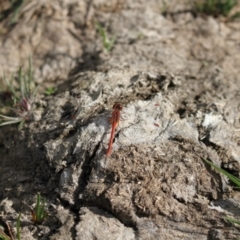 Diplacodes bipunctata at Holt, ACT - 23 Sep 2023