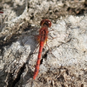 Diplacodes bipunctata at Holt, ACT - 23 Sep 2023