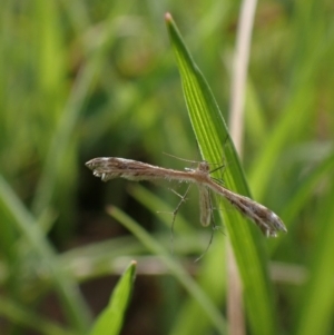 Megalorhipida leucodactyla at Murrumbateman, NSW - 23 Sep 2023