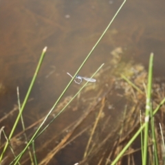 Austrolestes leda (Wandering Ringtail) at Holt, ACT - 23 Sep 2023 by VanceLawrence