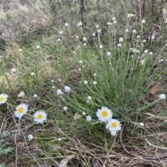 Rhodanthe anthemoides (Chamomile Sunray) at Lower Molonglo - 23 Sep 2023 by Steve_Bok