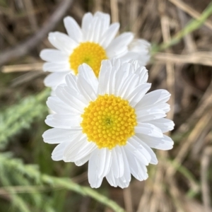 Rhodanthe anthemoides at Belconnen, ACT - 23 Sep 2023