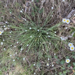 Rhodanthe anthemoides at Belconnen, ACT - 23 Sep 2023