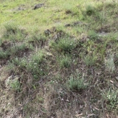 Rhodanthe anthemoides at Belconnen, ACT - 23 Sep 2023