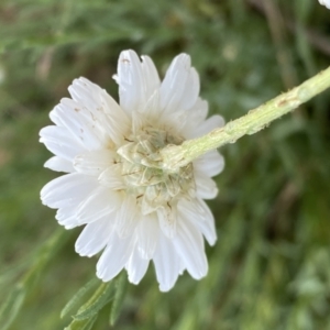 Rhodanthe anthemoides at Belconnen, ACT - 23 Sep 2023