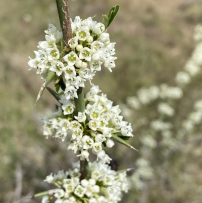 Discaria pubescens (Australian Anchor Plant) at Lower Molonglo - 23 Sep 2023 by Steve_Bok