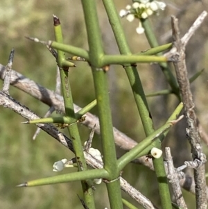 Discaria pubescens at Belconnen, ACT - 23 Sep 2023