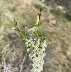 Discaria pubescens at Belconnen, ACT - 23 Sep 2023 02:30 PM