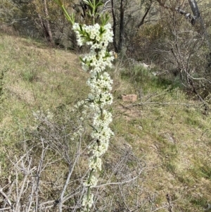 Discaria pubescens at Belconnen, ACT - 23 Sep 2023 02:30 PM